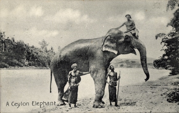 PC Ceylon Elephant