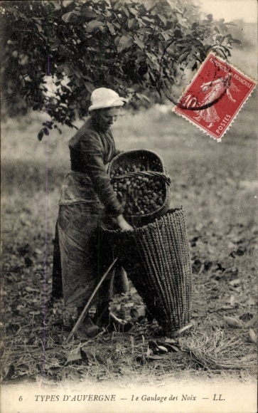 Ak Auvergne Puy de Dôme, Frau bei der Walnussernte