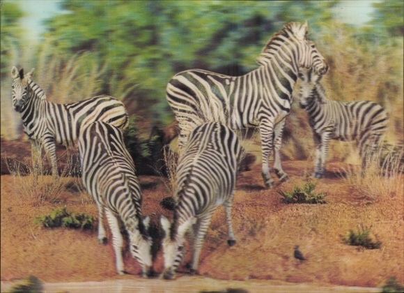 3 D Ak Zebras an der Tränke, Afrika