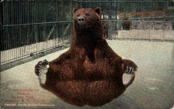 Ak Trotsky asking for Peanuts, Stanley Park, Vancouver, Braunbär