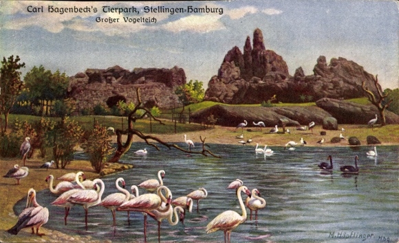 Künstler Ak Hamburg Eimsbüttel Stellingen, Carl Hagenbecks Tierpark, Großer Vogelteich, Flamingos