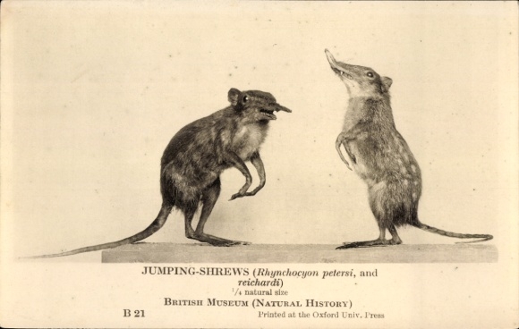 Ak Rüsselhündchen, Elefantenspitzmäuse, Rhynchocyon petersi und reichardi