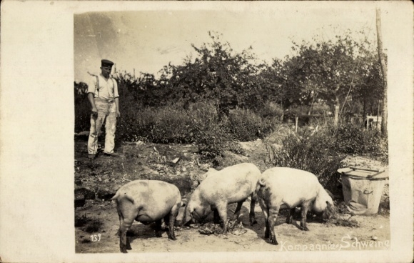 Foto Ak Deutscher Soldat mit den Kompagnie-Schweinen, 1. WK