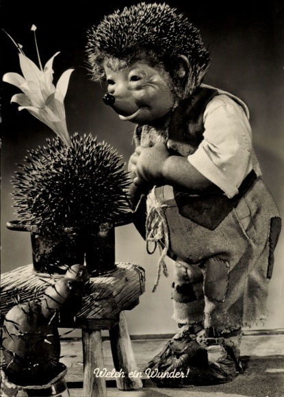 Ak Mecki der Igel, Welch ein Wunder, Blühender Kaktus
