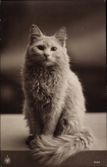 Ak Weiße Katze, Tier-Portrait