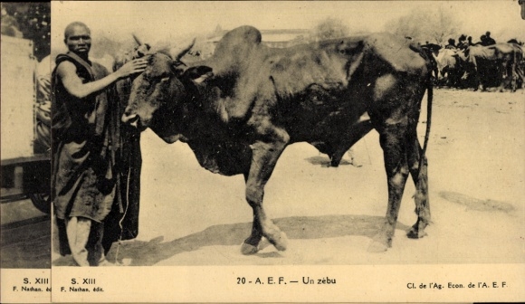 Ak Gabun Französisch Äquatorialafrika, Un zébu, Zebu, Buckelrind, Afrikaner, Viehmarkt
