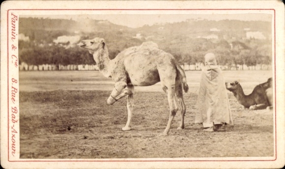 CdV Algier Alger Algerien, Maghreb, Kamele