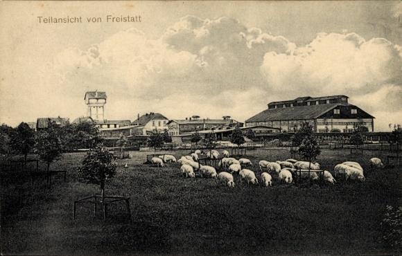Ak Freistatt in Niedersachsen, Teilansicht, Schweineweide