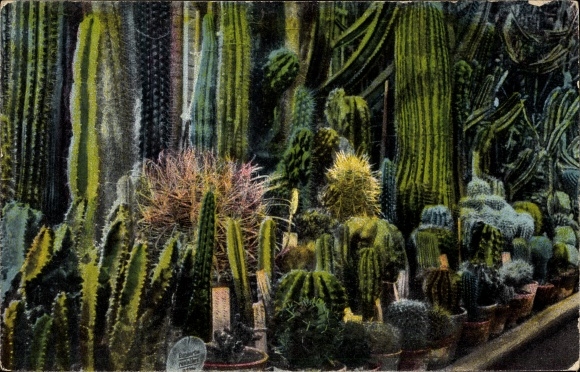 Ak Magdeburg an der Elbe, Kakteenhaus der städtischen Gruson Palmenhäuser