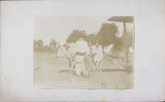 Künstler Ak Rumänischer Bauer, Ochsen