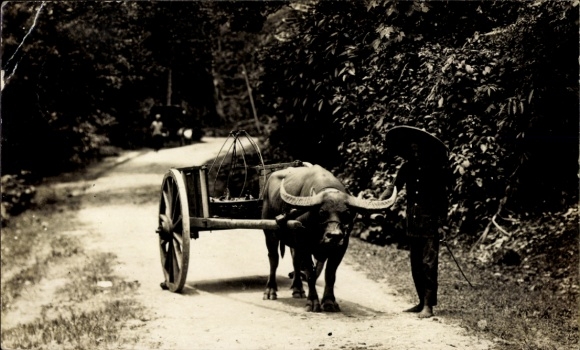 Foto Ak Indonesien, Bauer mit Rinderfuhrwerk