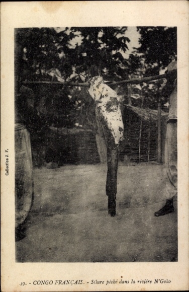 Ak Französisch Kongo, Silure pêché dans la riviére N'Goko, Fisch am Spieß