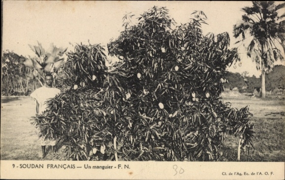 Ak Soudan Francais Mali, Mann neben Mangobaum