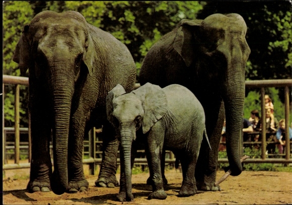 Ak Berlin Lichtenberg Friedrichsfelde, Tierpark Berlin, Elefanten Bambi, Dombo, Dagi