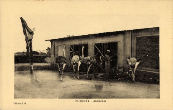 Ak Dahomey Benin, Straußemfarm
