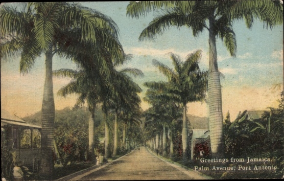 Ak Port Antonio Jamaika, Palmenallee, Straße,  aus Jamaika, Port Antonio