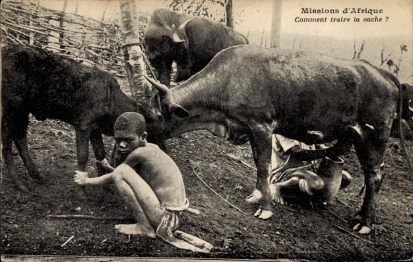 Ak Afrikanische Mission, afrikanische Kinder beim Kühe melken