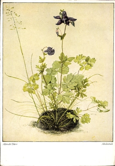 Künstler Ak Dürer, Albrecht, Akeleistock