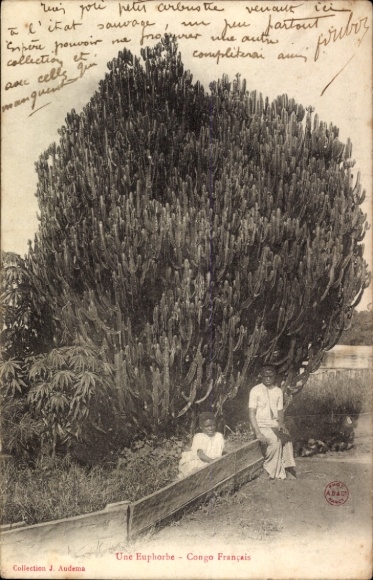 Ak Loango Kongo Zaire, Kinder vor riesiger Euphorbie