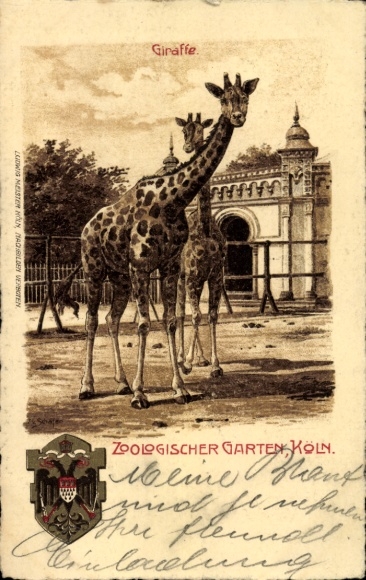Litho Köln, Zoologischer Garten, Giraffen