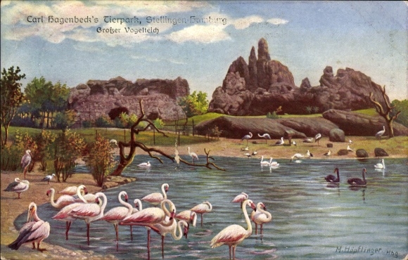 Künstler Ak Hamburg Eimsbüttel Stellingen, Carl Hagenbecks Tierpark, Großer Vogelteich, Flamingos
