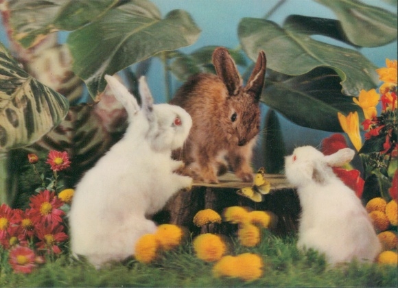 3-D Ak Three rabbits, Drei Hasen, Albinos
