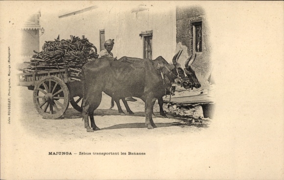 Ak Majunga Madagaskar, Zebus mit Bananen