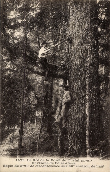 CPA Le Roi de la Forêt de Turini, Environs de Peïra-Cava