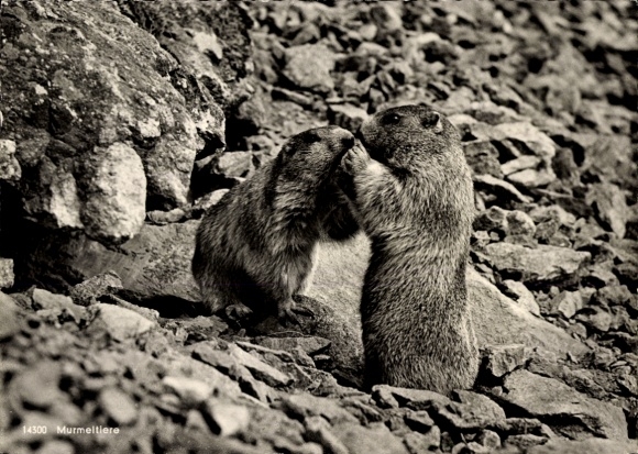 Ak Murmeltierpärchen, Allgäuer Alpen, Tierportrait