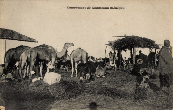 Ak Senegal, Lager mit Kamelen, Esel