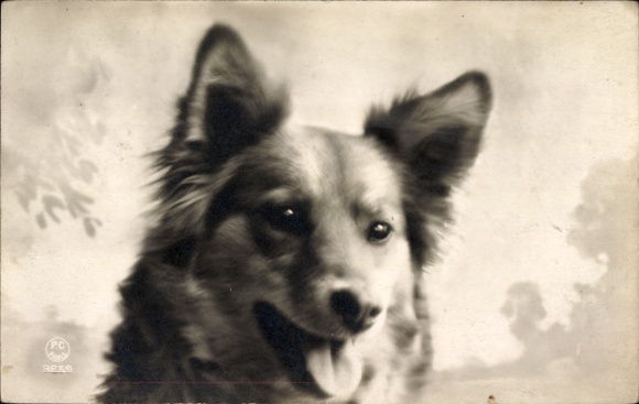 Ak Hund, Tierportrait