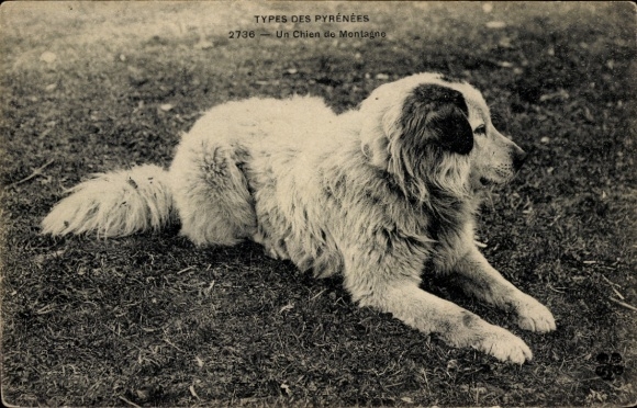 Ak Hund, Pyrenäenberghund, Tierportrait