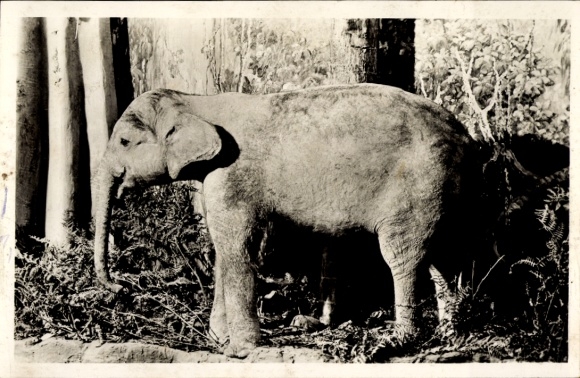 Ak Sumatra Indonesië, Olifantsjong in Sumatraans oerwoud