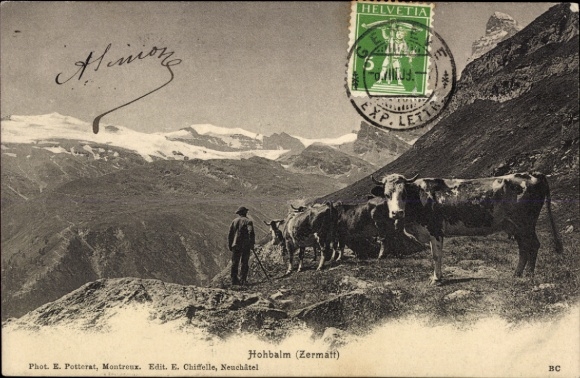 Ak Zermatt Kanton Wallis Schweiz, Kuhhirte mit Herde, Abstieg