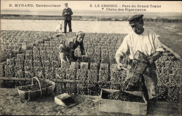 CPA Le Croisic Loire Atlantique, Parc du Grand Traict Pêche des Bigorneaux