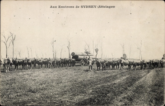 Ak Sydney Australien, Viehschar, Ochsen, Wagen, Umgebung von Sydney
