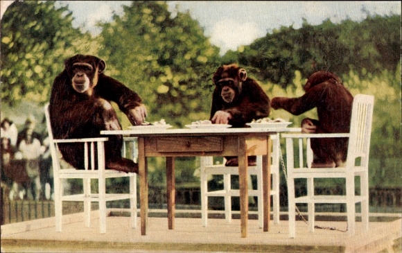 PC Schimpansen, The Monkeys' Tea Party