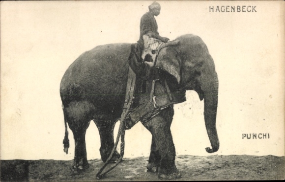 Ak Hagenbecks Tierpark, Elefant, Punchi