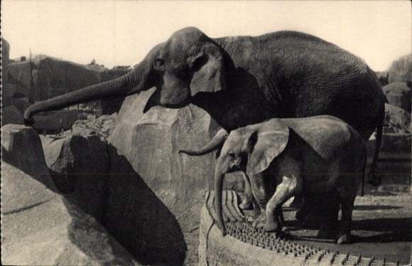 Ak Paris XII, Parc Zoologique Du Bois de Vincennes, Afrikanische Elefanten