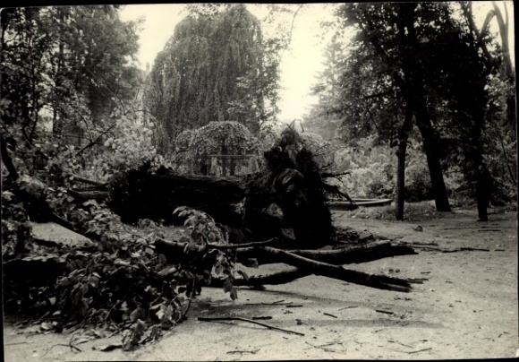 Foto Umgestürzter Baum