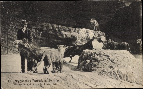 Ak Hamburg Eimsbüttel Stellingen, Carl Hagenbecks Tierpark, Löwen