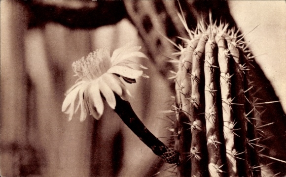 Ak Blühender Kaktus, Blüte, Pflanze