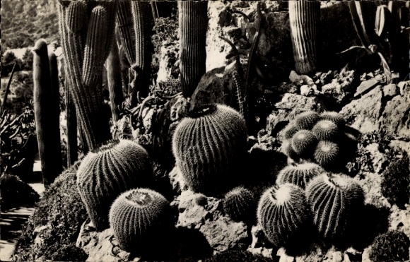 CPA Monaco, Jardin Exotique, Echinocactus grusoni et divers