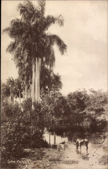 Ak Cuba Kuba, Palmen am Fluss