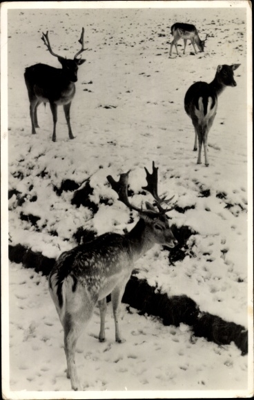 Ak Hirsche im Schee, Niederländischer Tierschutzverein