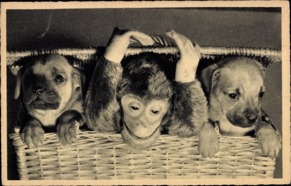 Ak Hundewelpen im Korb, Stofftier Affe