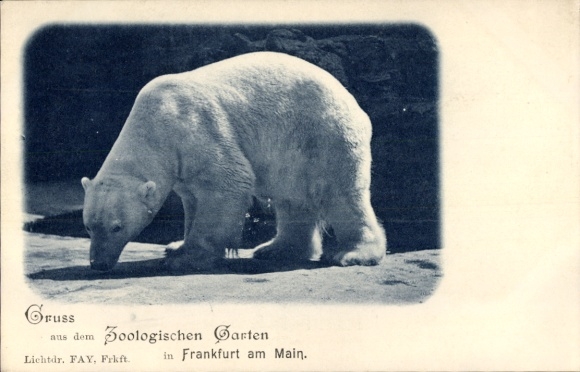 Ak Frankfurt am Main, Eisbär, Zoologischer Garten