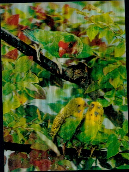 3 D Ak Parrots, Wellensittiche und Papagei