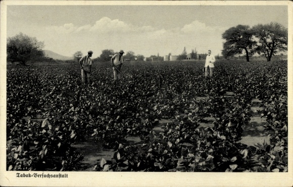 Ak Namibia Deutsch Südwestafrika, Tabak-Versuchsanstalt