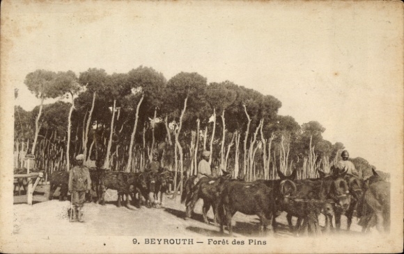 Ak Beirut Beirut Libanon, Kiefernwald